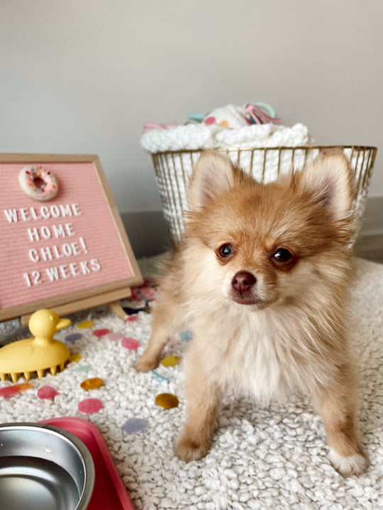 Adorable Dog Announcement Ideas